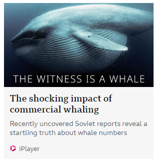 The witness is a Whale - The shocking impact of commercial whaling - Recently uncovered soviet reports reveal a startling truth about whale numbers